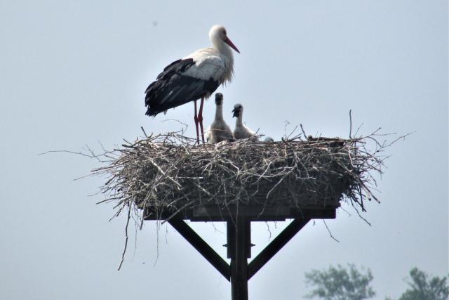 Nieuw Loosdrecht Oo…